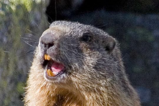 Marmotta