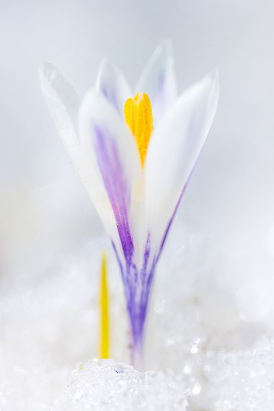 Fiore nella neve