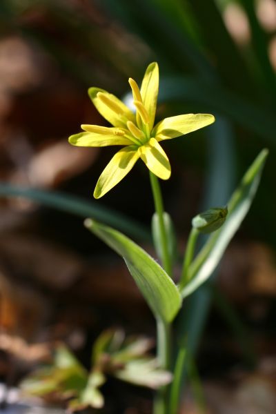 foto  fiore giallo