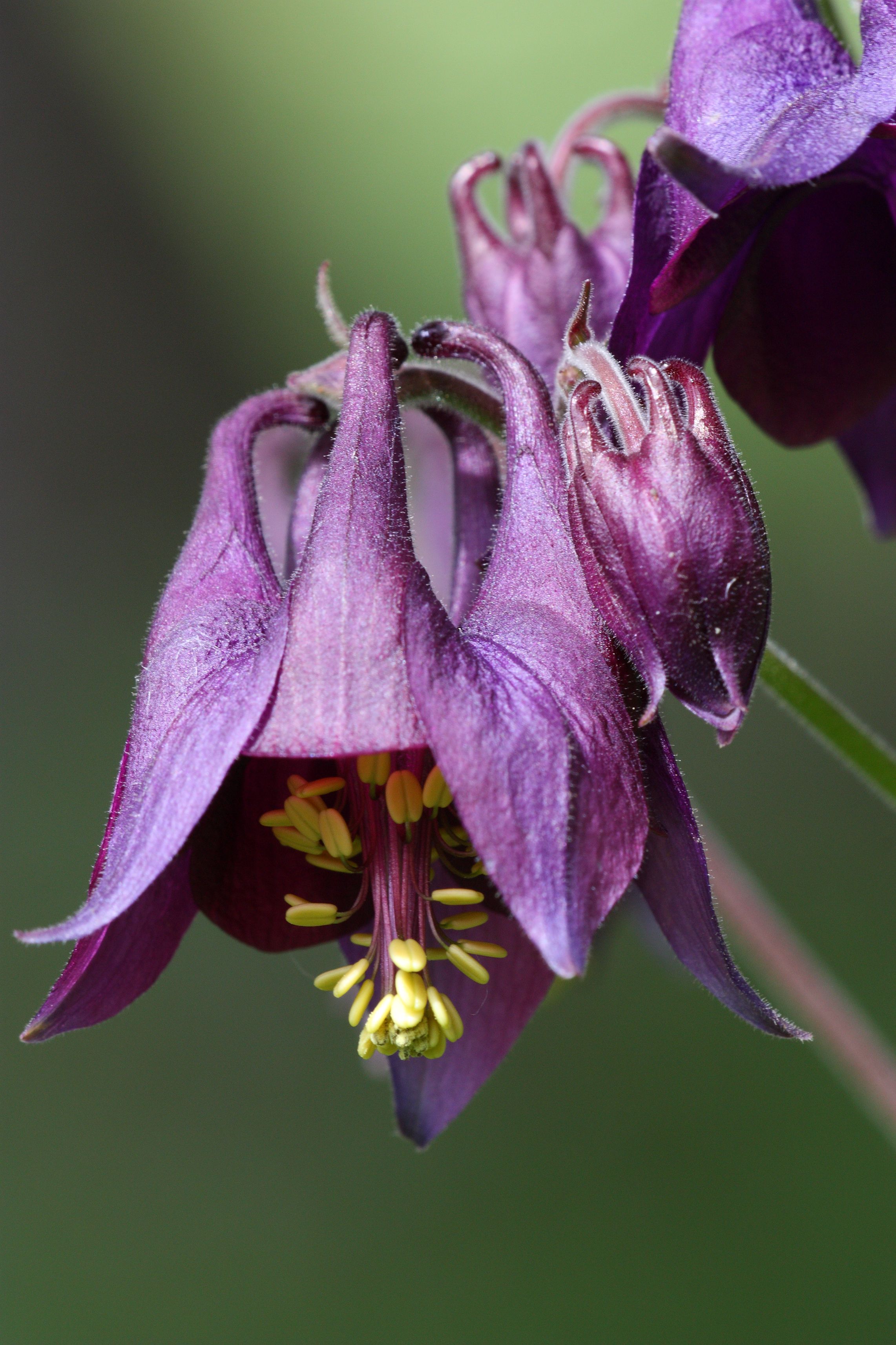 Foto Aquilegia