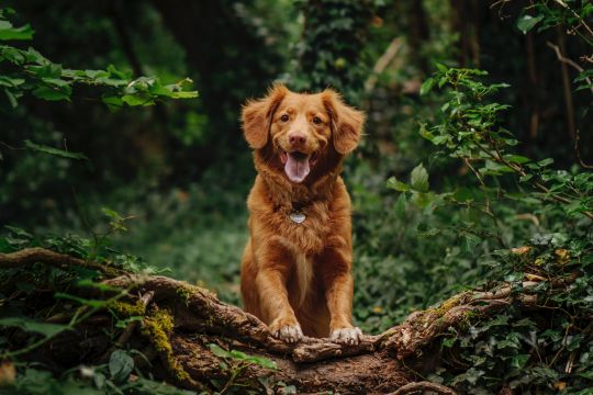 Cane nel bosco