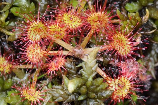 Foto Drosera rotundifolia