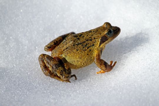 Foto di rana su neve