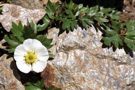 Ranunculus glacialis