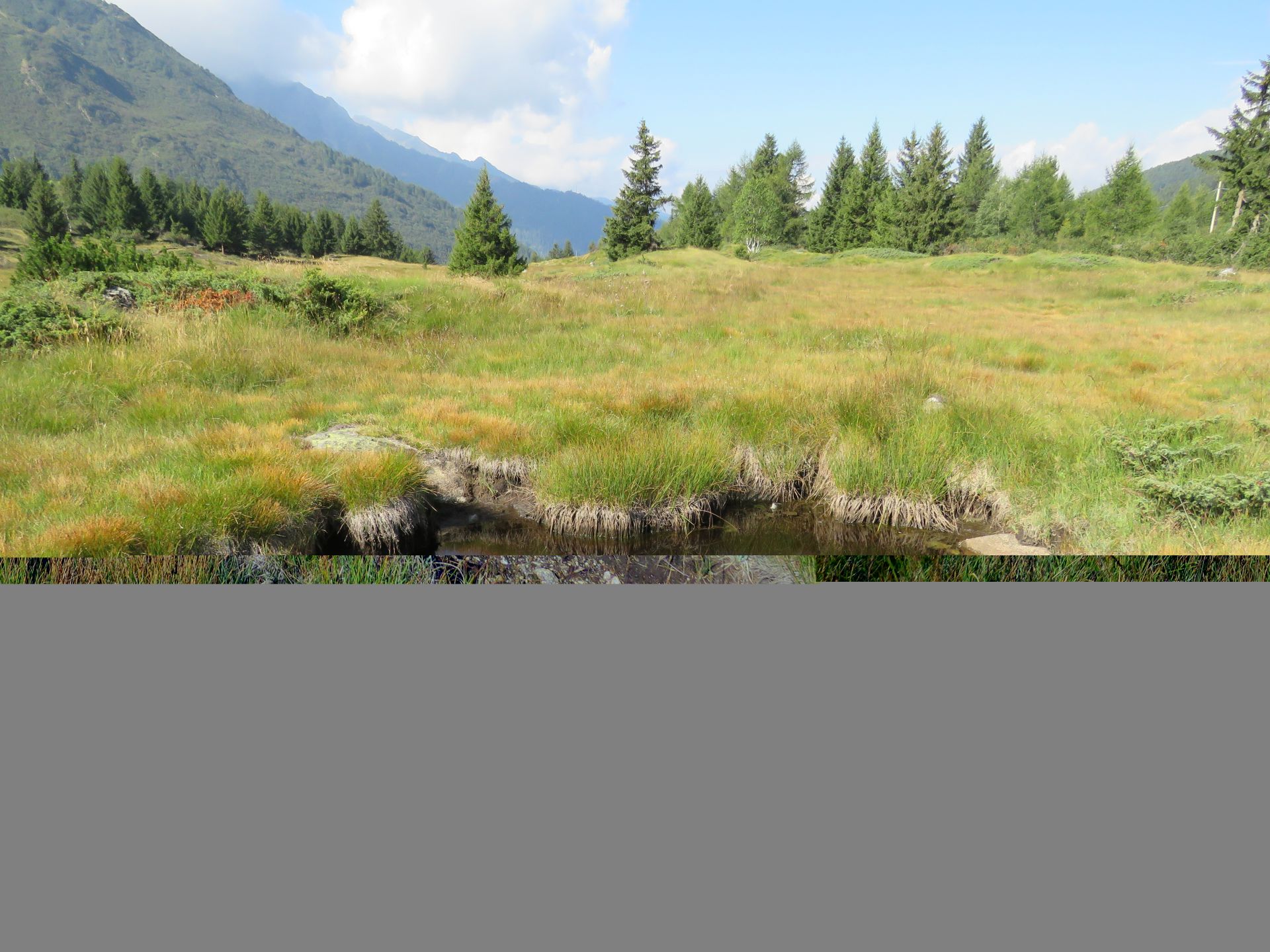 Buca torbiere del Tonale