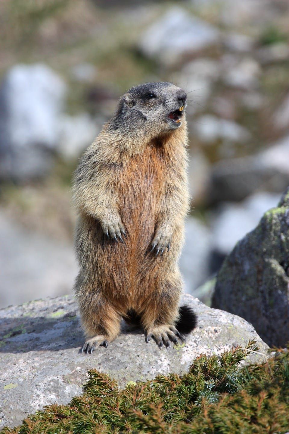 Foto di marmotta su due zampe