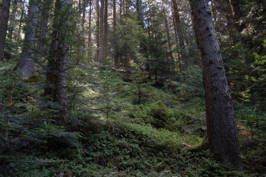 Foto di una foresta