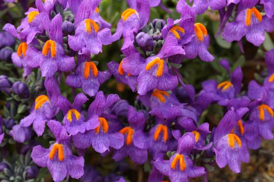 Foto della linaria alpina