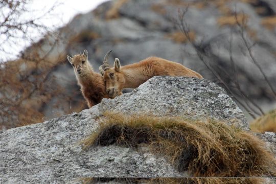 Stambecco cucciolo con  sua mamma