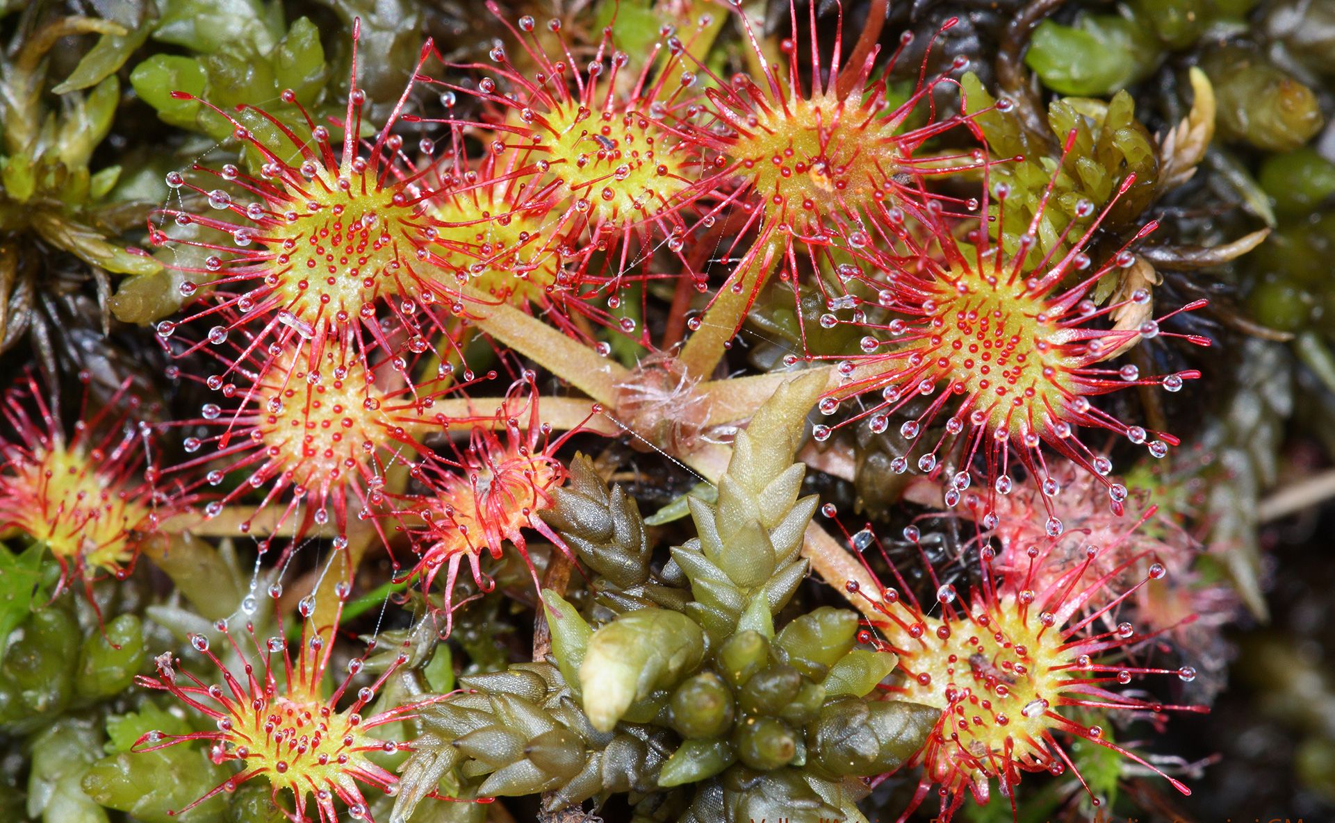 Drosera Rotundifolia - Foto M. Speziari